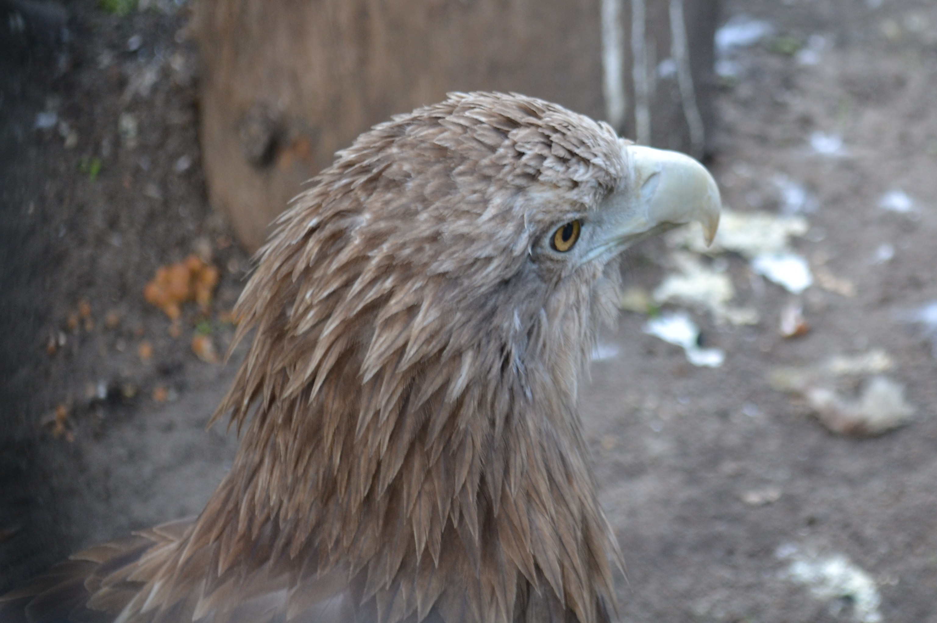 Ekolodzy alarmują ptaki i ssaki wymierają coraz szybciej