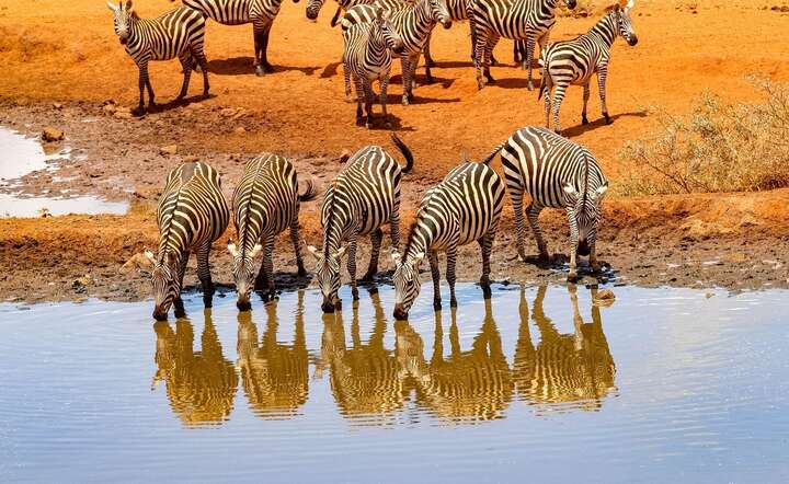 Tanzania każe sobie słono płacić za podziwianie nadzwyczajnej przyrody tego afrykańskiego kraju / autor: Pixabay