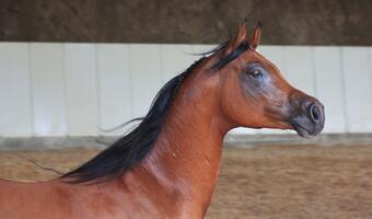 Czy w tym roku odbędzie się słynna na cały świat aukcja koni arabskich w Janowie Podlaskim?