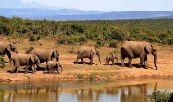 Czy afrykańskie słonie znikną?