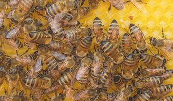 Pszczelarze pozywają rolników ws. oprysków trujących pszczoły
