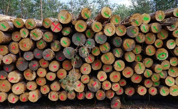 Ministerialny zakaz pozyskiwania drewna pozbawił pracy i dochodów rzesze ludzi / autor: Fratria / MK