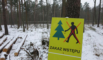 Oddamy polskie lasy Unii Europejskiej?