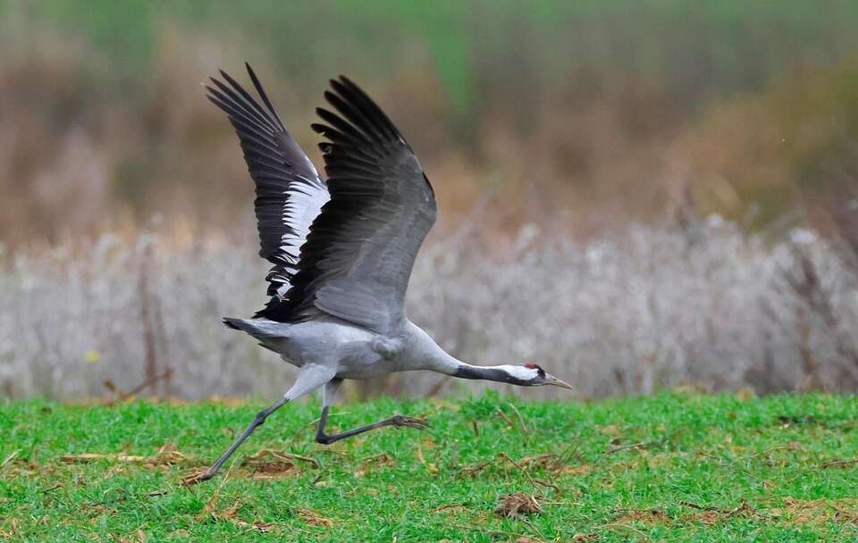 Zdjęcie ilustracyjne; Żuraw / autor: Pixabay/sharkolot