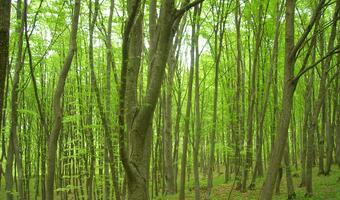 Lasy Państwowe będą zarabiać - chodzi o nawet 400 mln złotych