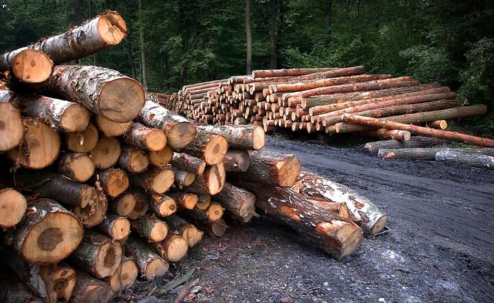 Branża: Eksport drewna większy niż podają Lasy Państwowe