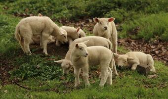 Na terenie Karkonoskiego Parku Narodowego będą wypasane owce