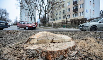 Kaczyński: Przepisy o wycince drzew na prywatnych posesjach do pilnej zmiany!