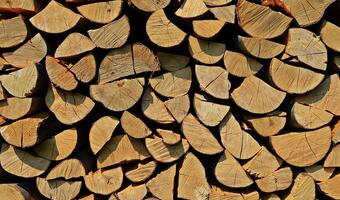 Holandia: Gigantyczne oszustwo przy sprzedaży drewna opałowego