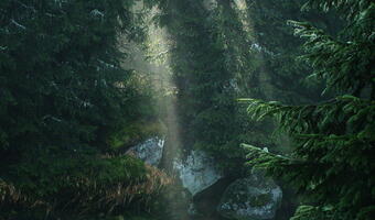 Puszcza Karpacka to zwyczajny las użytkowy