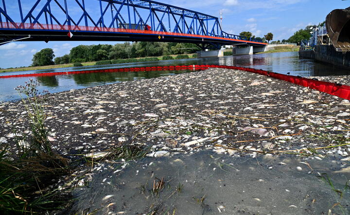 Akcja usuwania martwych ryb z Odry / autor: PAP/Marcin Bielecki