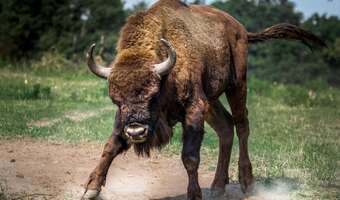 Żubr poturbował turystkę. Czy to człowiek zawinił?