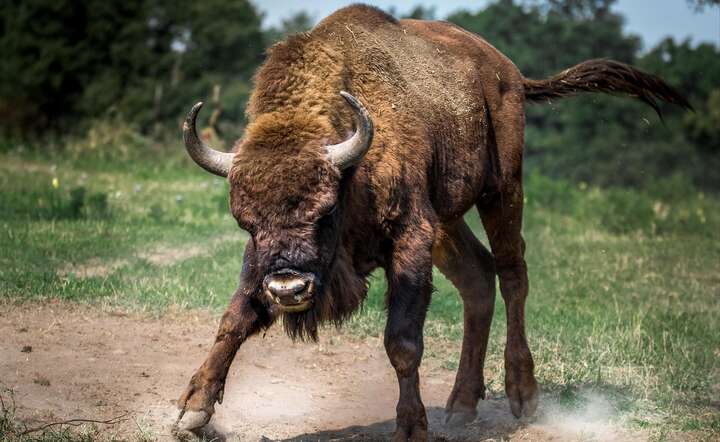 Bezpieczna odległość od żubra to co najmniej 50 metrów. ZDJĘCIE ILUSTRACYJNE, nie przedstawia opisywanego wpadku / autor: Pixabay