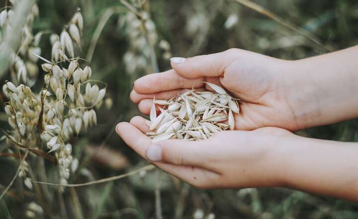 Polska i Francja chcą dodania zbóż do listy  towarów podlegających ograniczeniom  / autor: Fot. Pixabay