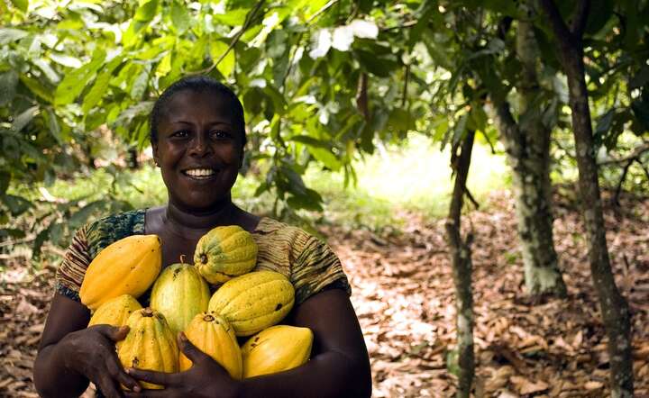 Nasiona kakaowca to produkt wyjściowy do tworzenia proszku kakaowego / autor: Pixabay
