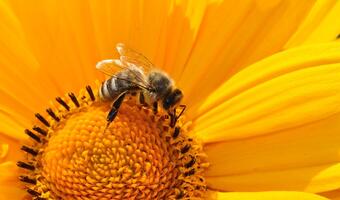 Warroza: Zagrożenie dla pszczół