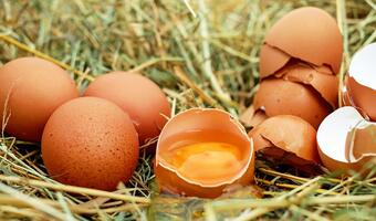 GUS: w 2016 r. kura nioska zniosła średnio 219 jaj