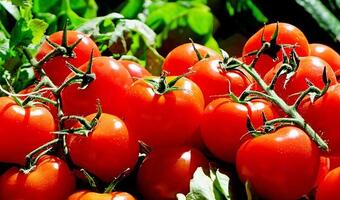 Pomidorowy pigment - nowa metoda leczenia niepłodności