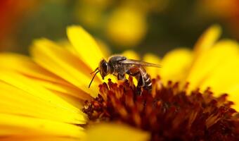 Pszczoły mogą zapylać spokojnie