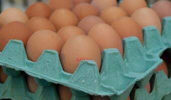 Wielka afera jajeczna na Zachodzie Europy. Niemcy chcą „rozbić struktury” odpowiedzialne za skażenie jaj w Belgii