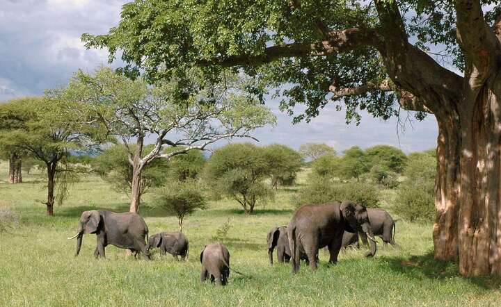 W Tanzanii znajduje się wiele miejsc z naturalnie żyjącą zwierzyną np. słoniami / autor: Pixabay