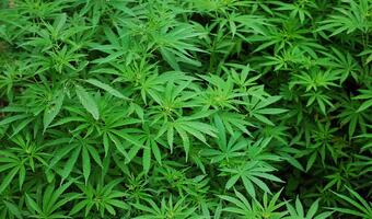Skonfiskowaną marihuanę przerobią na leki