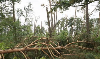 Lasy po ostatnich nawałnicach: 30 tys. ha do odnowienia i straty w drewnie co najmniej 7 mln m sześc.