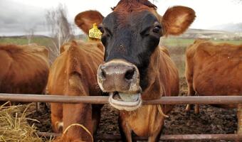Ukraina ograniczy import bydła z Polski