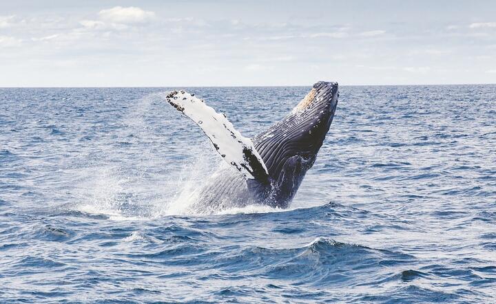 Japonia wraca do odławiania wielorybów