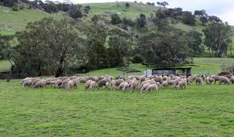 Dobry czas dla hodowców owiec