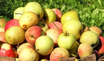 Dzięki embargu może poprawić się jakość polskich jabłek