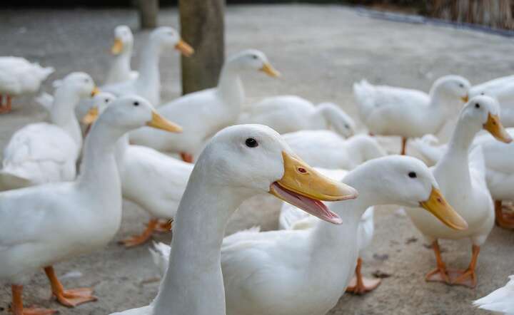 W czerwcu odzyskaliśmy status kraju wolnego od wirusa H5N1 / autor: Pixabay