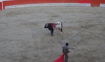 Hiszpania: Byki uniknęły śmierci. Dzięki pandemii