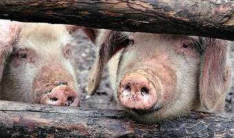 W USA nie chcą polskich świń