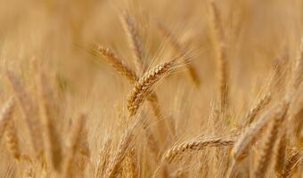 KOWR: Eksport zbóż spadnie o 14 procent