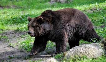 Niedźwiedzie najczęściej atakują na wiosnę