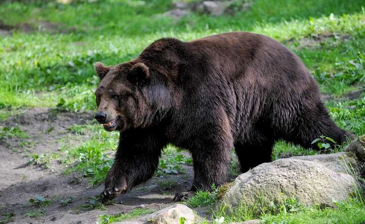 W Bieszczadach żyje ok. 150 niedźwiedzi (zdjęcie ilustracyjne) / autor: Pixabay