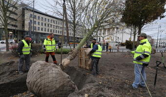 Na warszawskim pl. Trzech Krzyży sadzą drzewa po 14 tys. zł każde