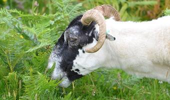 Owce i kozy zastąpią kosiarki