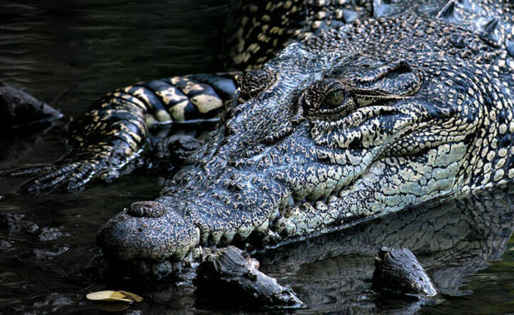 Uwaga na krokodyle