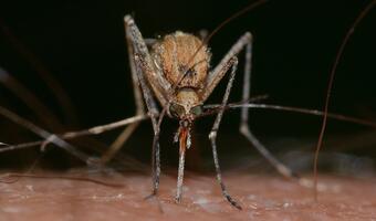 Komary nie przenoszą SARS-CoV-2. Możesz spać spokojnie