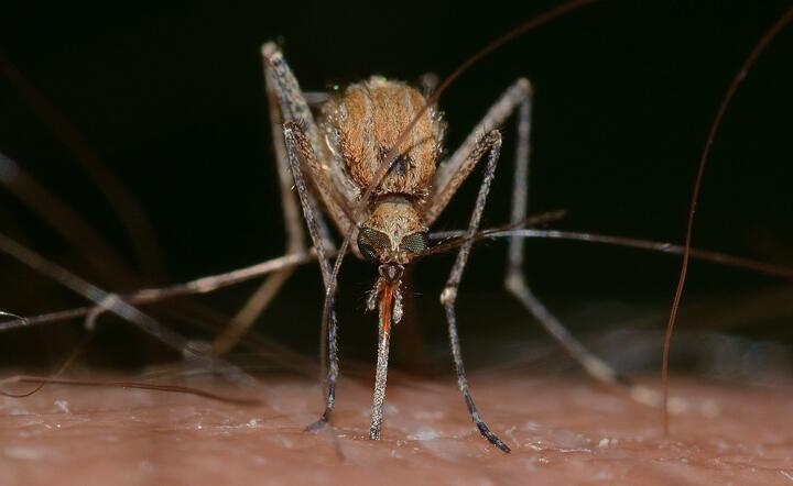 Amerykańscy naukowcy udowodnili, że komary nie przenoszą koronawirusa SARS-CoV-2 wywołującego covid-19 / autor: Pixabay