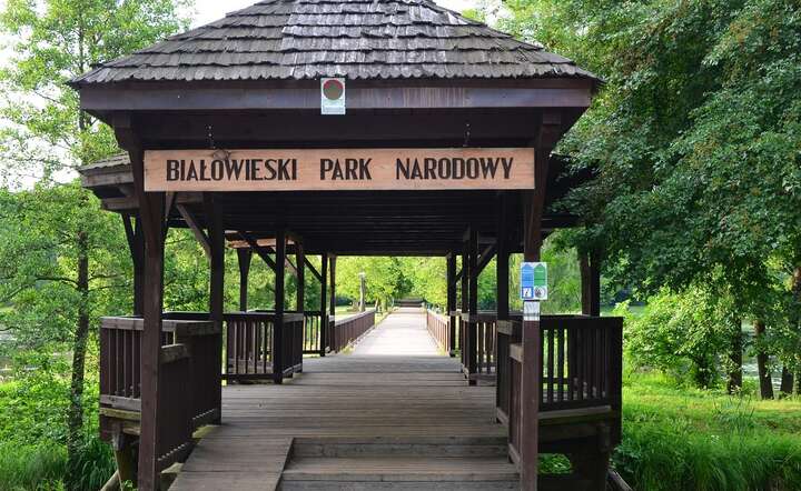 UNESCO chciałoby utworzenia parku na całym obszarze Puszczy Białowieskiej  / autor: Pixabay