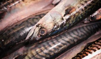 Komisja Europejska zadowolona z kwot połowowych ryb na Bałtyku