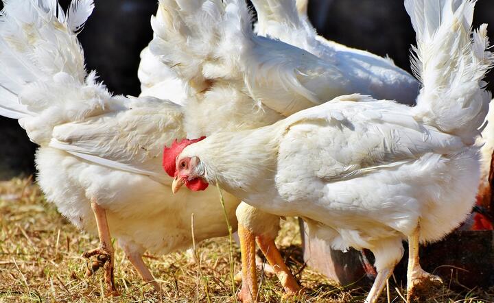 Amerykańscy farmerzy musieli już uśmiercić ponad 10 mln kurczaków / autor: Pixabay