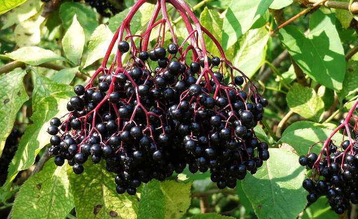 Czarny bez przed spożyciem wymaga przetworzenia / autor: Pixabay