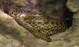 Osiem martwych węży znalezionych w lesie