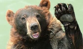 WAKACJE Niedźwiedzi coraz więcej ale spotkanie z nimi może być groźne. W USA zwierzęta te jeżdżą samochodami