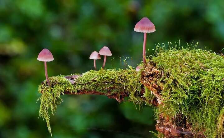 Grzyby warte są miliardy / autor: fot. Pixabay