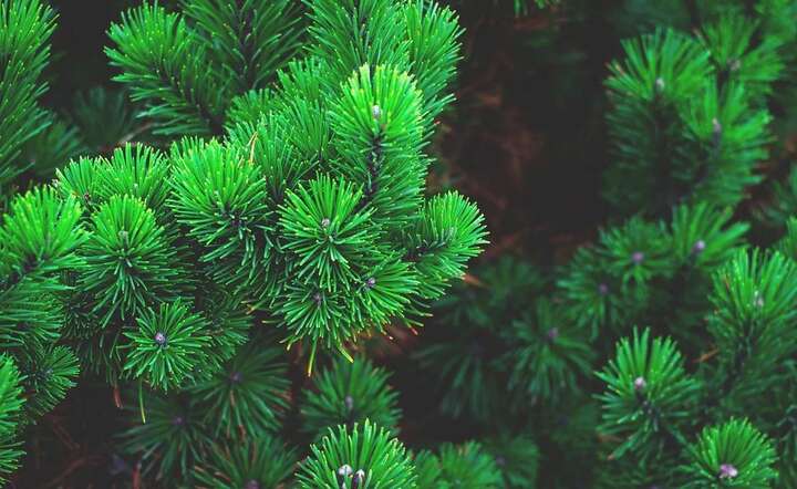 Prywatni hodowcy roślin dostarczą choinki na Święta / autor: Pixabay